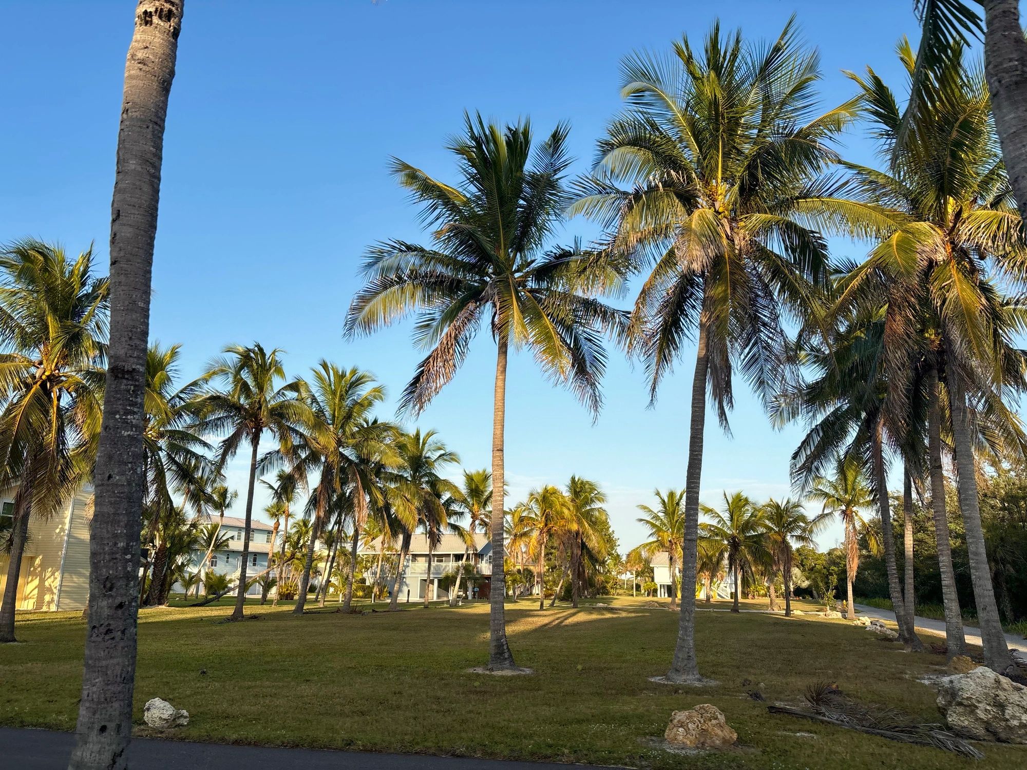 Palm-lined Florida neighborhood scene